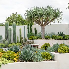 Palm Springs Inspired Garden